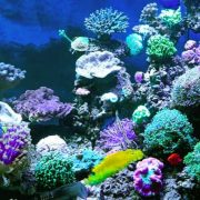 Shop Koralleninsel und Meer